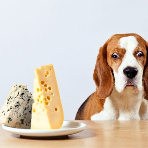 dog and cheese